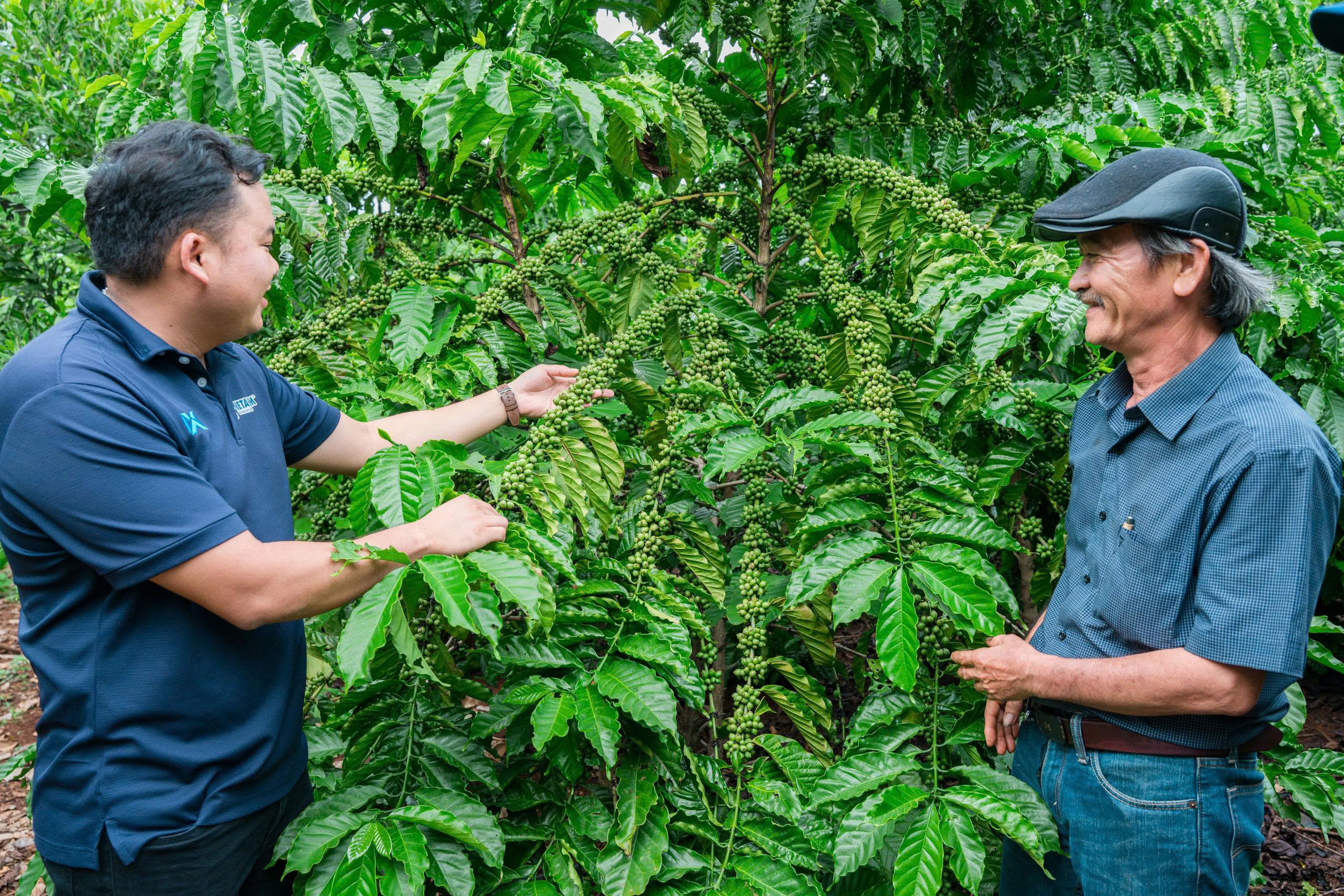 Ông Nguyễn An Sơn, thôn Tiến Đạt, xã Quảng Phú ( bên phải) giới thiệu về mô hình trồng cà phê đa thân, không hãm ngọn của gia đình mình